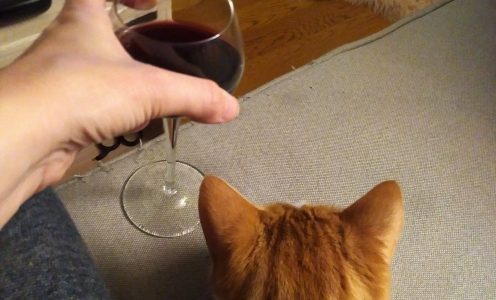Un renard pour un chat