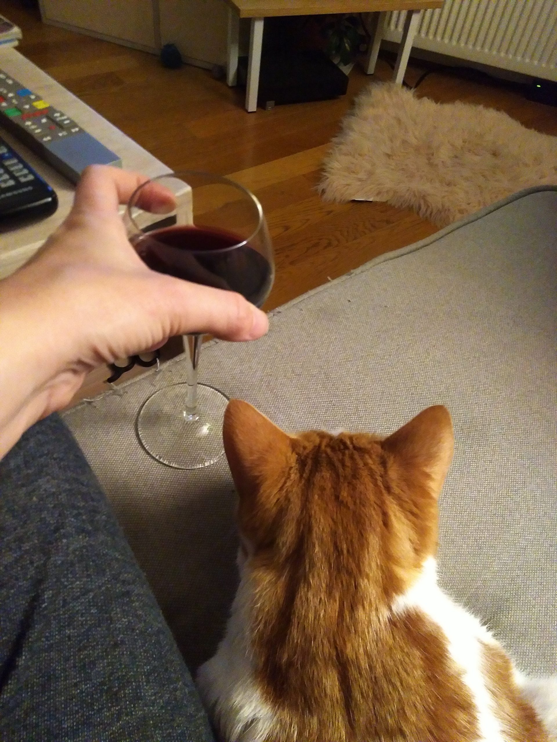 Un renard pour un chat